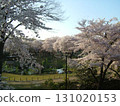 前橋公園櫻花盛開 131020153