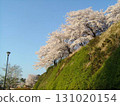 前橋公園櫻花盛開 131020154