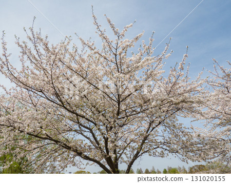 Cherry blossom trees in full bloom that shine in the blue sky 131020155