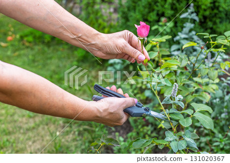 Female farmer with a pruner shears a stem with a flower of rose 131020367