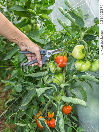 Ripe red tomatoes growing on a bush in the greenhouse. 131020373