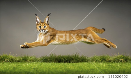 Caracal leaps gracefully over lush green grass in a natural setting during daylight hours Caracal leaps gracefully over lush green grass in a natural setting during daylight hours 131020402
