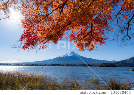 [Mt. Fuji material] Snow-capped Mt. Fuji and autumn leaves seen from Lake Kawaguchi in autumn [Yamanashi Prefecture] 131020463
