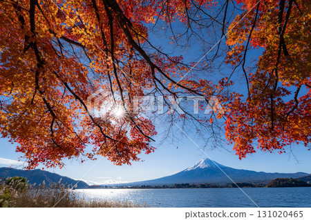 [Mt. Fuji material] Snow-capped Mt. Fuji and autumn leaves seen from Lake Kawaguchi in autumn [Yamanashi Prefecture] 131020465