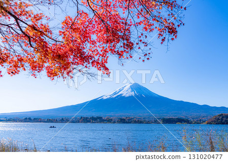 [Mt. Fuji material] Snow-capped Mt. Fuji and autumn leaves seen from Lake Kawaguchi in autumn [Yamanashi Prefecture] 131020477