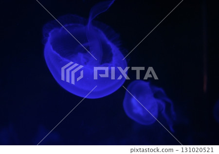 jellyfish  131020521