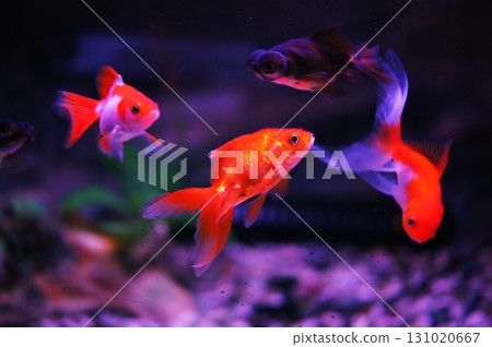 金魚 金魚 131020667