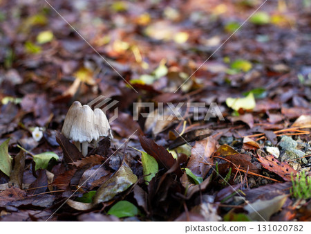 Mushrooms that live in leaf litter 131020782