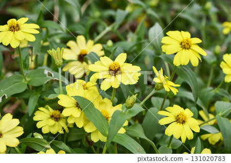 Zinnia elegans "Berry's Double Yellow" Zinnia elegans "Berry's Double Yellow" 131020783