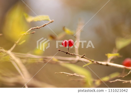 autumn 131021042
