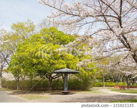 A spring park filled with cherry blossoms and fresh greenery A spring park filled with cherry blossoms and fresh greenery 131021135