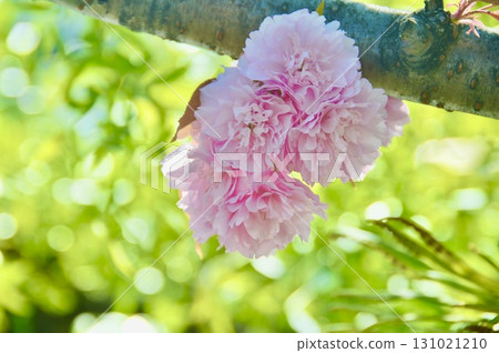 Double cherry blossoms (Kurashiki Bikan Historical Quarter/Kurashiki City, Okayama Prefecture) 131021210