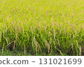 水稻稻田 131021699