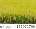 水稻稻田 131021700