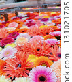 漂浮在噴泉中的非洲菊 131021705