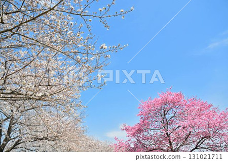 Cherry blossoms in full bloom and blue skies (Tokyo Metropolitan Toneri Park) Cherry blossoms in full bloom and blue skies (Tokyo Metropolitan Toneri Park) 131021711
