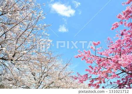 Cherry blossoms in full bloom and blue skies (Tokyo Metropolitan Toneri Park) Cherry blossoms in full bloom and blue skies (Tokyo Metropolitan Toneri Park) 131021712