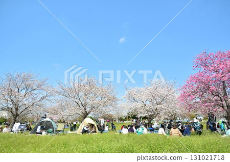 Cherry blossoms in full bloom and blue skies (Tokyo Metropolitan Toneri Park) Cherry blossoms in full bloom and blue skies (Tokyo Metropolitan Toneri Park) 131021718