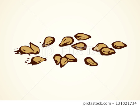 Sesame. Vector drawing 131021734