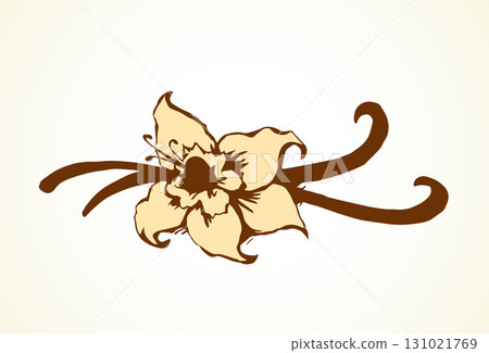 Vanilla. Vector drawing Vanilla. Vector drawing 131021769