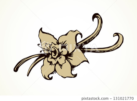 Vanilla. Vector drawing Vanilla. Vector drawing 131021770