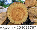 樹樁年輪 131021787
