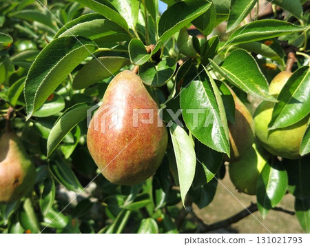梨子收穫的季節 131021793