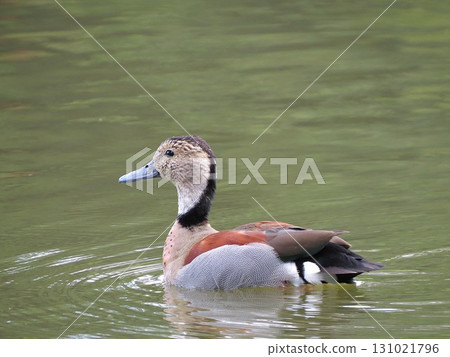 Ducks swimming in a pond in the English countryside 131021796