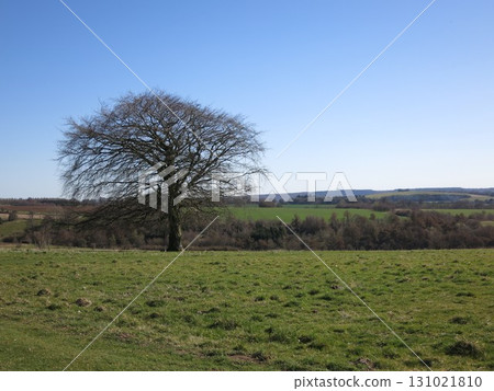 One tree standing on the prairie 131021810