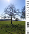 One tree standing on the prairie 131021811