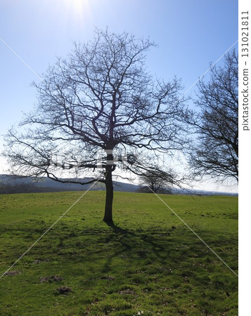 One tree standing on the prairie 131021811