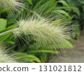 Grass swaying in the morning dew 131021812
