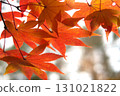Red autumn leaves 131021822