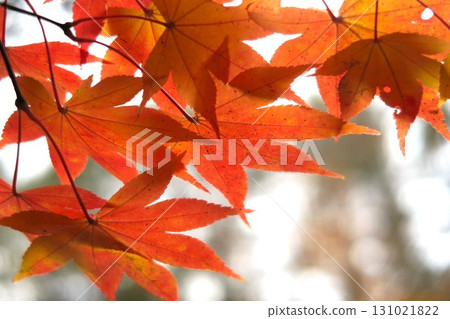 Red autumn leaves 131021822