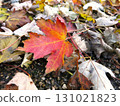 Autumn leaves fallen leaves 131021823