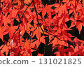 Bright red autumn leaves 131021825