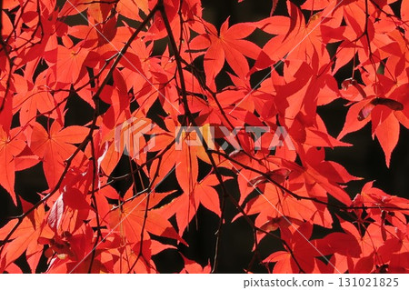 Bright red autumn leaves 131021825