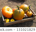 Pumpkins in a basket 131021829