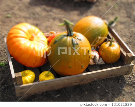 Pumpkins in a basket 131021829