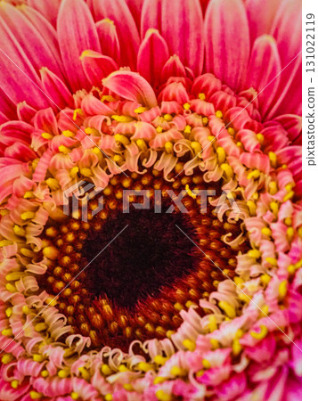 五顏六色的非洲菊 五顏六色的非洲菊 131022119