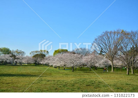 Cherry blossoms in full bloom and blue skies (Tokyo Metropolitan Toneri Park) 131022173