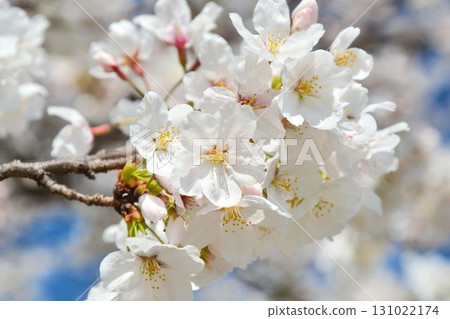 Cherry blossoms in full bloom (Tokyo Metropolitan Toneri Park) 131022174