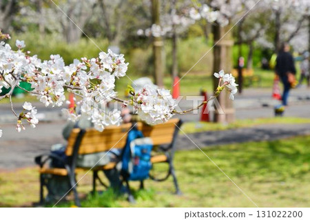 Cherry blossoms in full bloom (Tokyo Metropolitan Toneri Park) Cherry blossoms in full bloom (Tokyo Metropolitan Toneri Park) 131022200