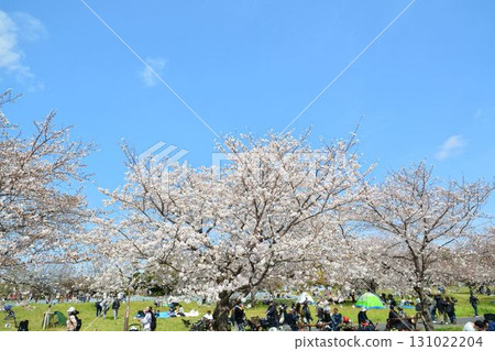 盛開的櫻花和藍天(東京都舍人公園) 盛開的櫻花和藍天(東京都舍人公園) 131022204