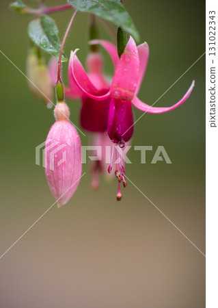 Fuchsia - Grace dressed in dew - Fuchsia - Grace dressed in dew - 131022343