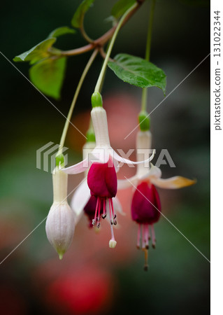 Fuchsia Flowers - An elegant contrast of white and red Fuchsia Flowers - An elegant contrast of white and red 131022344
