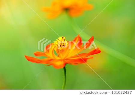 Autumn cherry blossoms 131022427