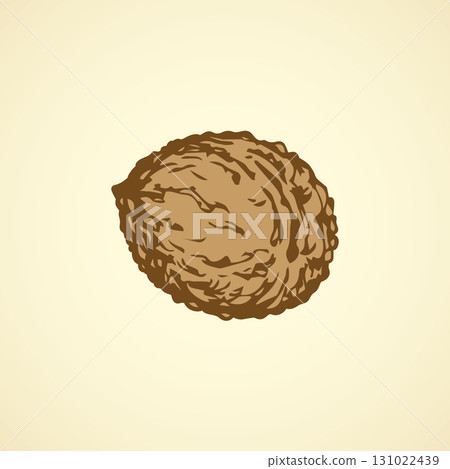 Walnut. Vector drawing 131022439