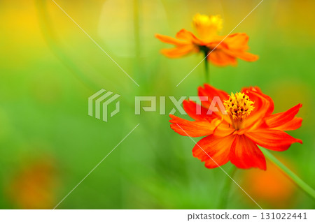 秋天的櫻花 131022441