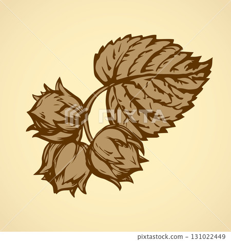 Hazelnut. Vector drawing Hazelnut. Vector drawing 131022449
